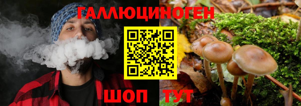 Псилоцибиновые грибы Psilocybe Стрежевой